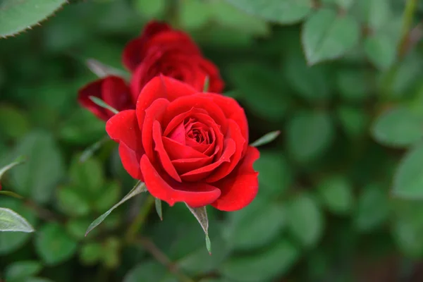 Red roses — Stock Photo, Image