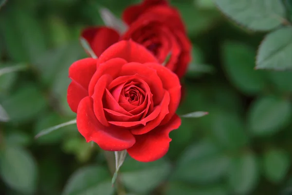 Red roses — Stock Photo, Image