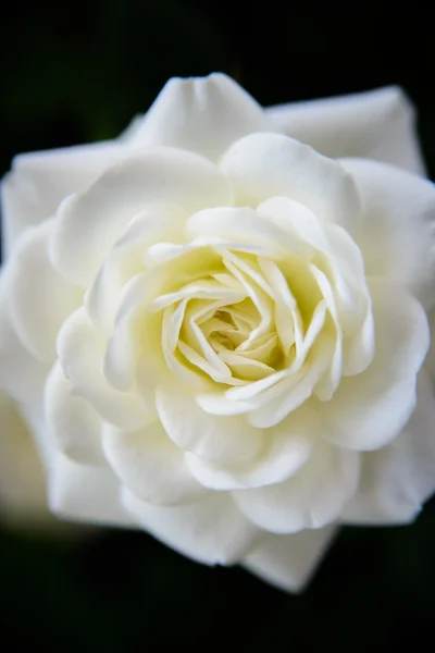 Roses blanches sur feuille verte — Photo