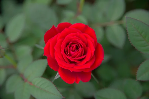 Red roses — Stock Photo, Image