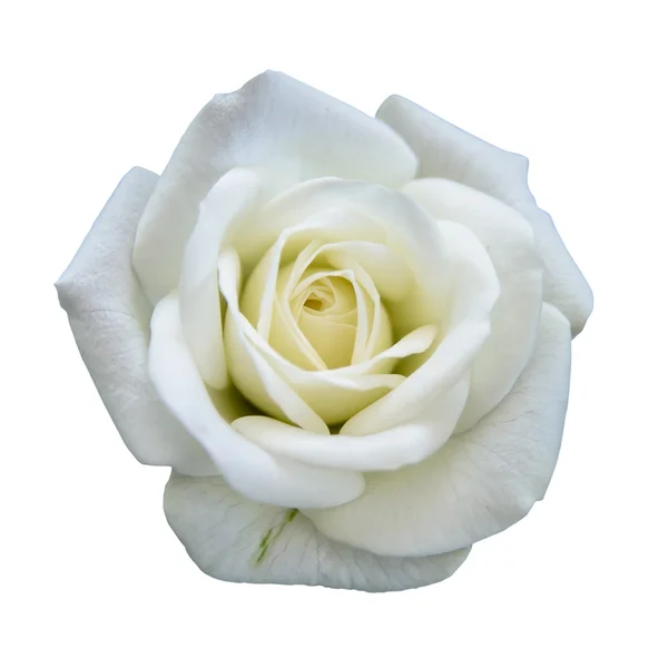 Rosa bianca isolata con percorso di ritaglio — Foto Stock