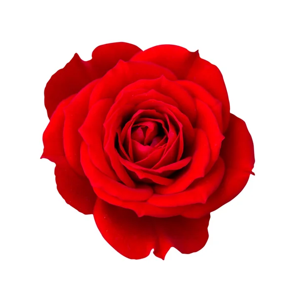 Rosa rossa isolata con percorso di ritaglio — Foto Stock