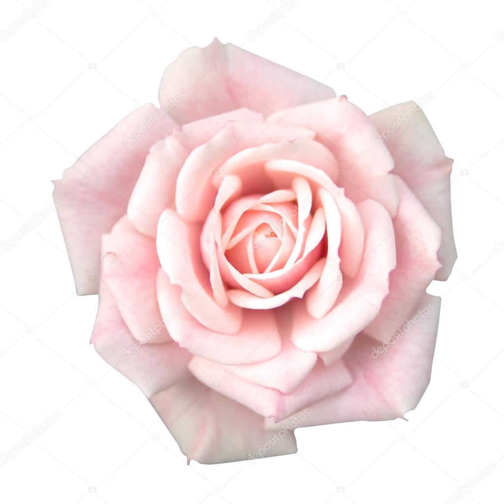 Pink rose isolated with clipping path