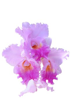 orkide çiçekleri beyaz kırpma yolu ile izole