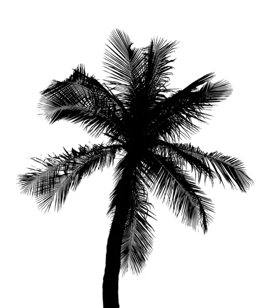 Силуэт кокосового дерева изолирован на белом фоне — стоковое фото