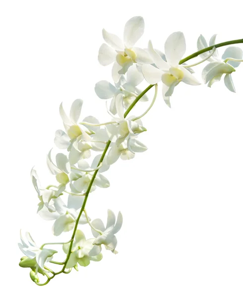 Orchid flowers on white background — Stock Photo, Image