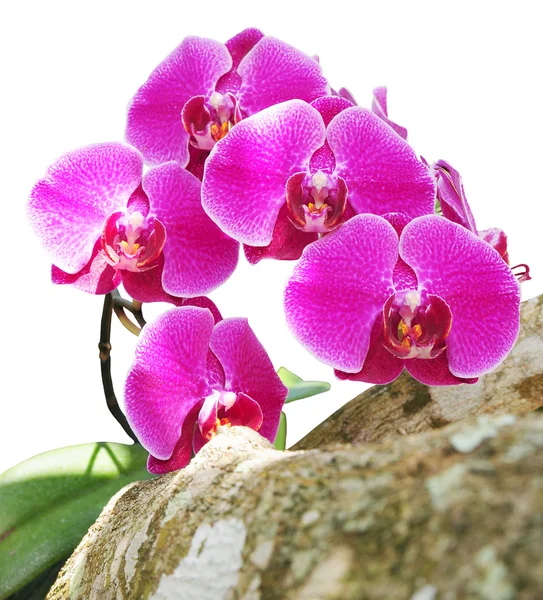 Orchid flowers isolated on white — Stock Photo, Image