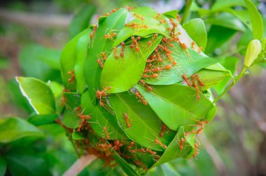 Karıncalar için güç inşa evlerini