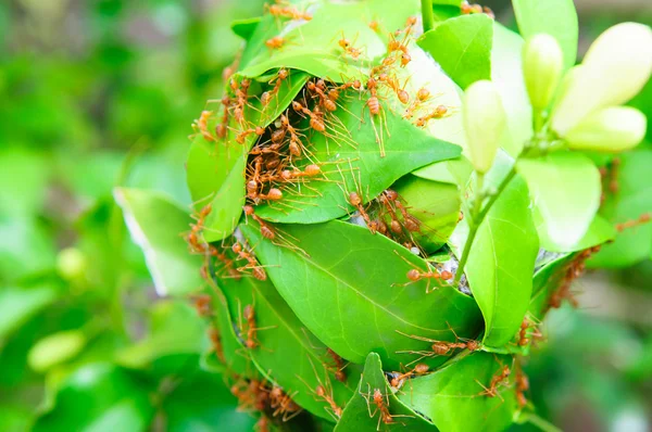Τη δύναμη της μυρμήγκια για να χτίσει σπίτι τους — Φωτογραφία Αρχείου