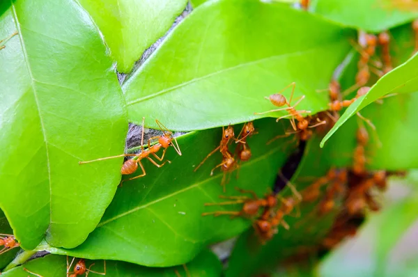 Сила муравьев в строительстве своего дома — стоковое фото