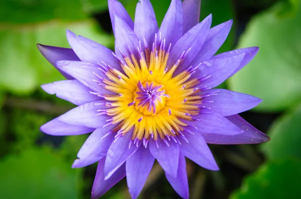 Fold Lotus — Stock Photo, Image