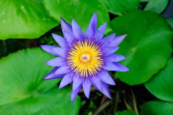 Lipat Lotus — Stok Foto