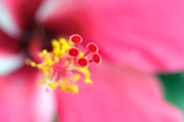 Hibiscus çiçek polen