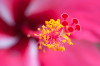 Hibiscus çiçek polen