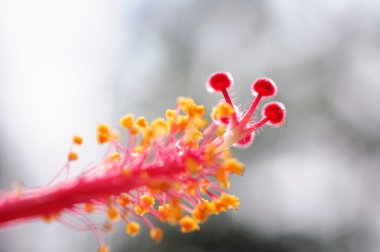 Hibiscus çiçek polen