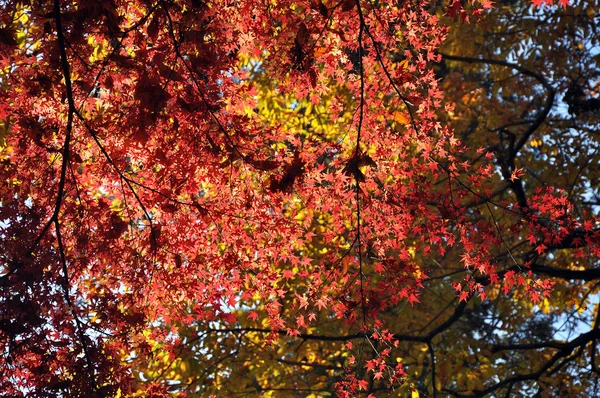 Herfst gebladerte van esdoorn bladeren — Stockfoto