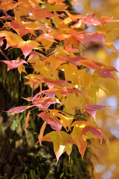 Осенняя листва кленовых листьев — стоковое фото