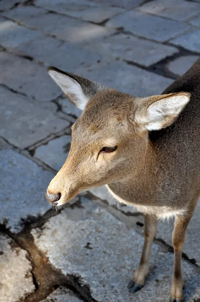 Ciervos en Nara, Japón — Foto de Stock