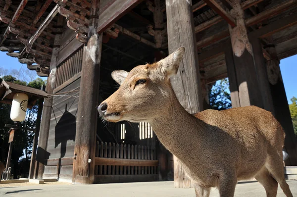 Ciervos de pie en el templo de Todaiji, Japón — Foto de Stock