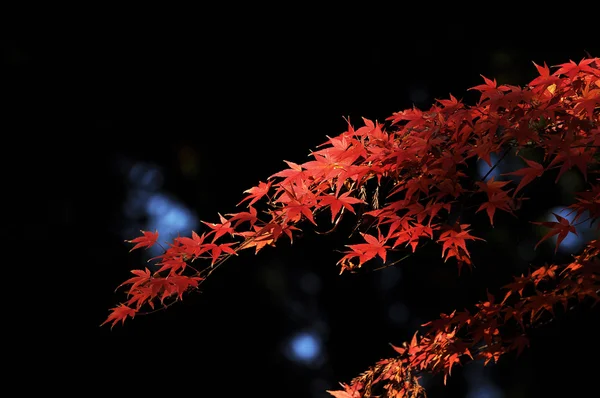 Herfst gebladerte van esdoorn bladeren Stockafbeelding