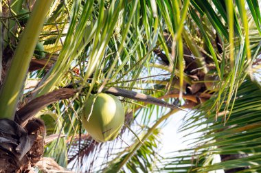 Hindistan cevizi hindistan cevizi ağacı ile