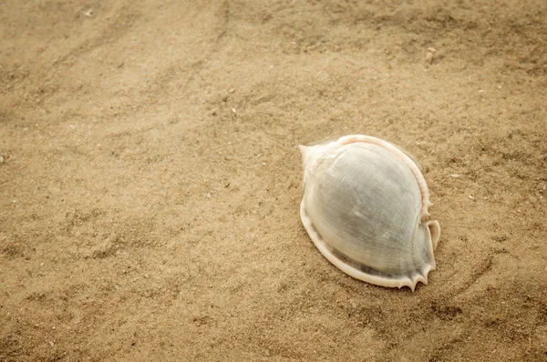 Seashell rustend op zandstrand — Stockfoto