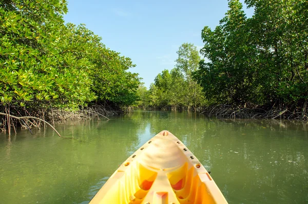 Kajak durch Mangrovenwald — Stockfoto