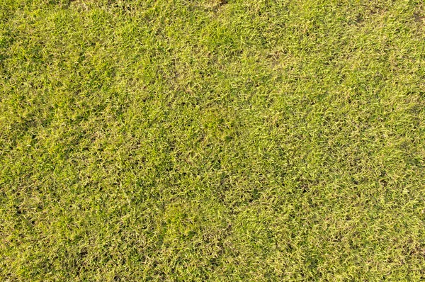 Green Grass. Textures and backgrounds — Stock Photo, Image