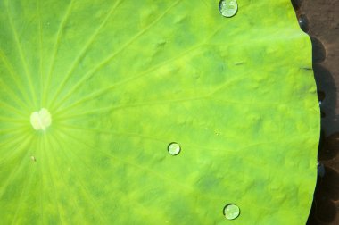 Yeşil nilüfer yaprağına su damlası