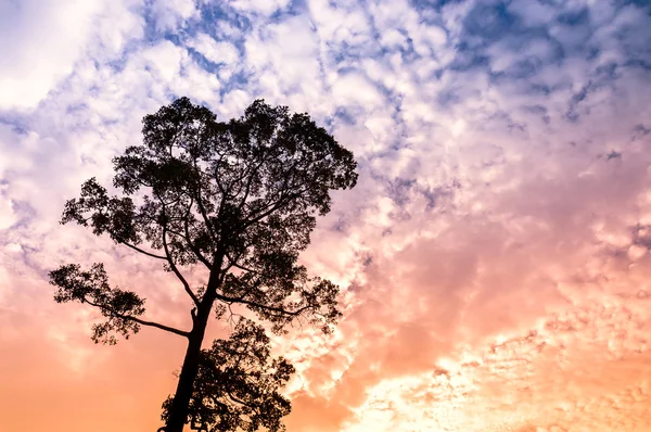 Silhouette eines Baumes mit bewölktem Himmel — Stockfoto