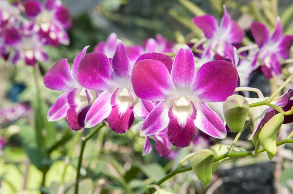 Orchid flowers — Stock Photo, Image