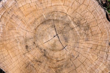 ağaç kütüğü doku