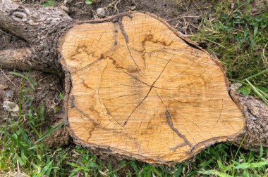 Top view of tree stump clipart