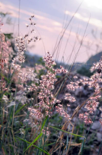 Trávy, drobné květinu uvolnit čas. rozostřený. pastelové barvy — Stock fotografie