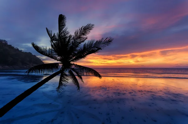 Hindistan cevizi avuç içi siluet kum plaj