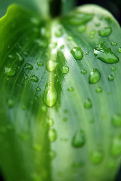 배경을 위해 푸른 잎 위로 물방울이 떨어진다 — 스톡 사진