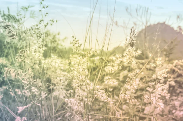 Абстрактная цветочная трава — стоковое фото