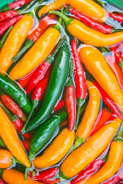 Barevné chilli — Stock fotografie