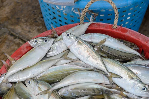 Свежая рыба в корзинах на пирсе — стоковое фото