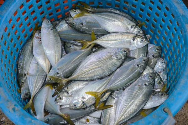 Fresh fish in baskets at the pier — Stock Photo, Image