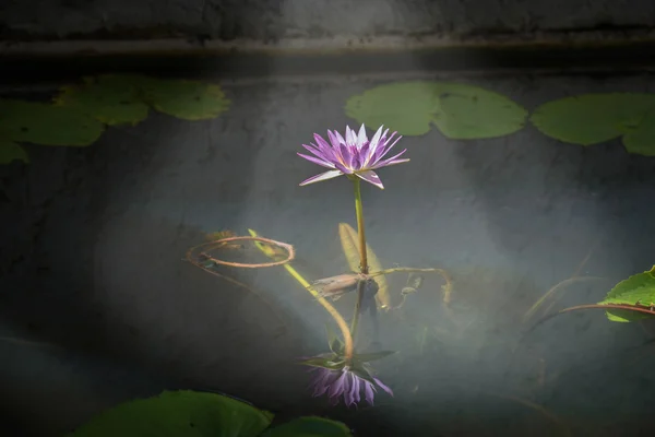 Lotus flower with reflection in pond — Stock Photo, Image