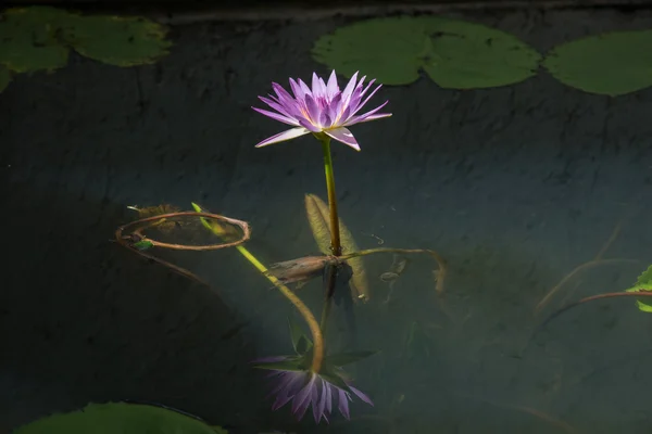 Fleur de lotus avec réflexion dans l'étang — Photo