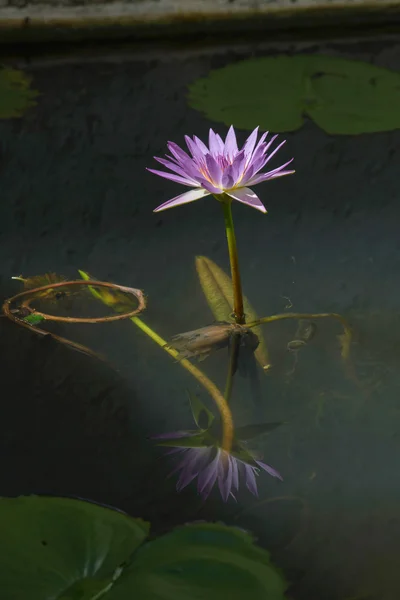 Bunga Lotus dengan refleksi di kolam — Stok Foto