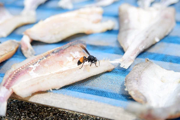 Wasp eats fish — Stock Photo, Image