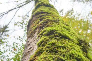 Yeşil yosun büyük bir ağaç üzerinde