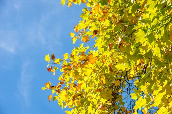 Mavi gökyüzü ile geliyor sonbahar yaprakları
