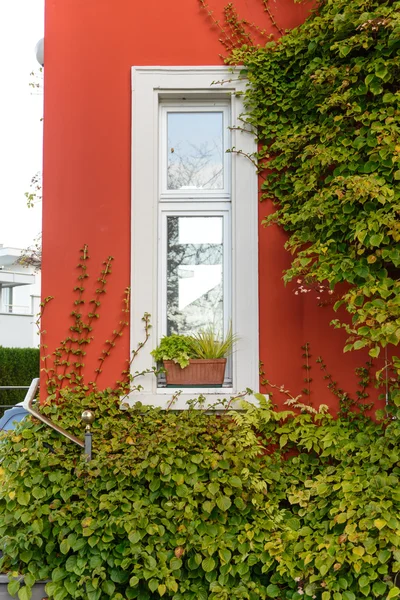 Pencere ve saksı kırmızı duvar ile