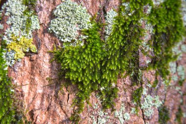 Yeşil yosun büyük bir ağaç üzerinde