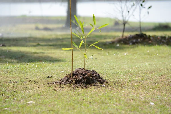 Pohon Sapling — Stok Foto