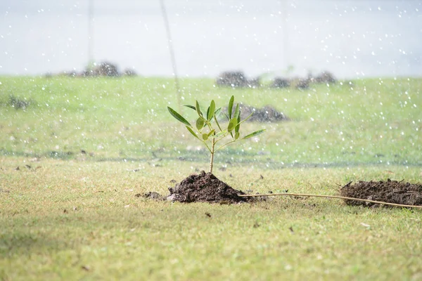 Air dari kaleng air untuk pohon muda — Stok Foto